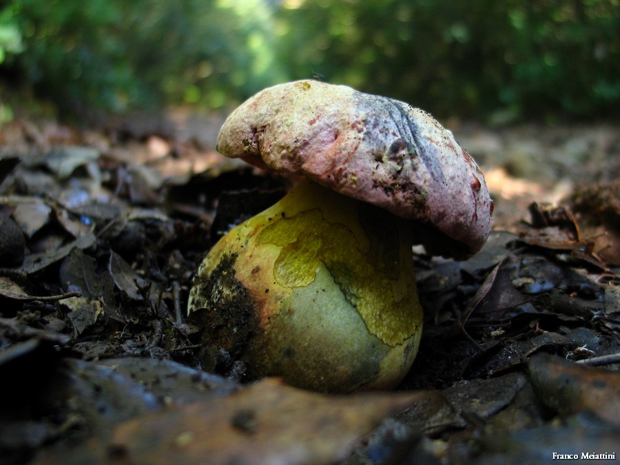 Boletus radicans e B. lupinus